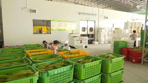 全力推進粵港澳大灣區(qū)肇慶懷集綠色農(nóng)副產(chǎn)品集散基地建設